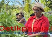 Ketahanan Pangan Kampung Maladuk, Sinergi Bersama SKK Migas-Pertamina EP Papua