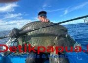 Viral Penangkapan Ikan Napoleon di Raja Ampat, PSDKP Sorong Beri Penjelasan