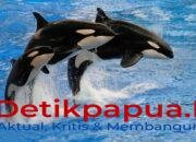 Kehidupan Paus Orca Ditemukan di Kaimana Papua Barat