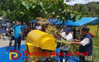 Legislator Zeth Kadakolo Hadiri Panen Perdana Padi di Kampung Malawor