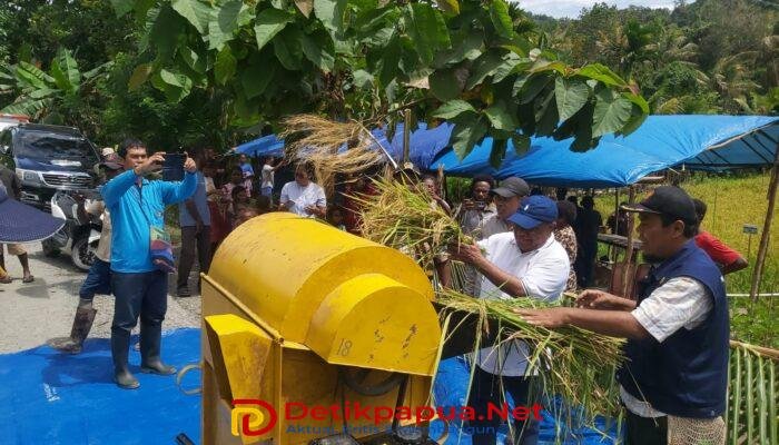 Legislator Zeth Kadakolo Hadiri Panen Perdana Padi di Kampung Malawor