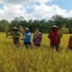 Pemkab Raja Ampat Serap Aspirasi Petani Salawati Tengah, Perkuat Komitmen Wujudkan Ketahanan Pangan Daerah