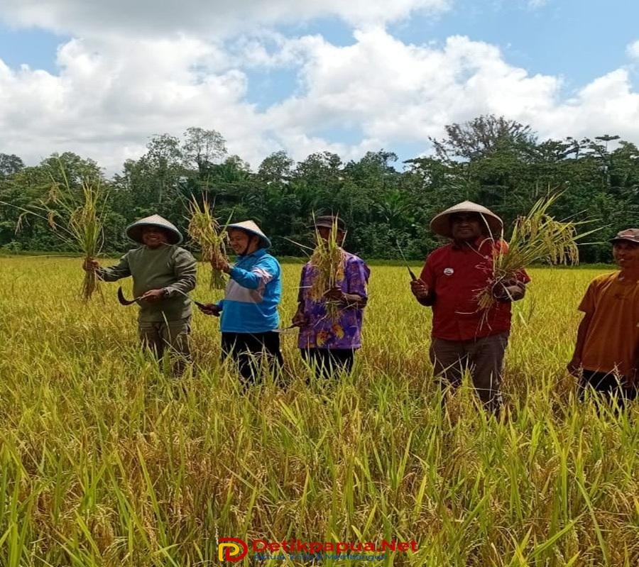Ket: Kepala Dinas Ketahanan Pangan dan Pertanian, Dr. Hosea Ambrau (kiri pertama) mendampingi Staf Ahli Bupati Raja Ampat Bidang Keuangan, Musliman. S.Sos (kiri kedua) bersama kepala kampung dan kepala Distrik Salawati Tengah ikut panen padi di salah satu areal, Salawati Tengah pada Sabtu (1/8/2026)Sumber Foto: Bagian Prokopim Setda Raja Ampat