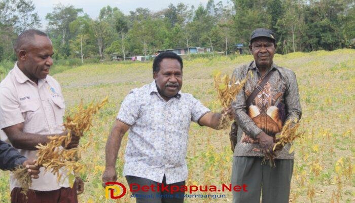 Panen Raya Kedelai Kelompok Tani Dualoma, Pemerintah Dorong Masyarakat Jayawijaya Kembali ke Kebun
